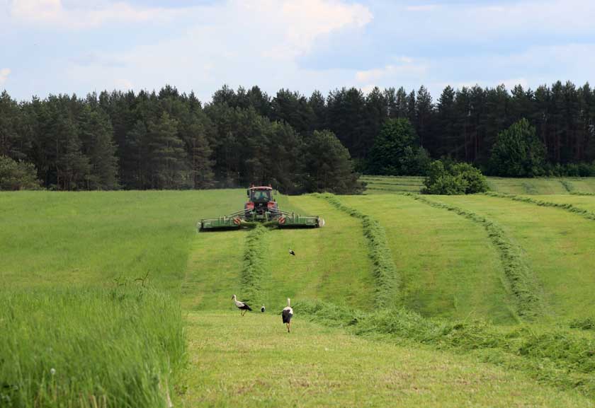 Some 11.4% of grass harvested in Belarus