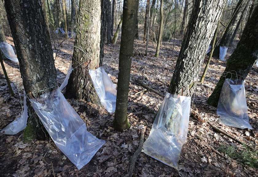 ФОТОФАКТ: В Гродненской области идет заготовка березового сока