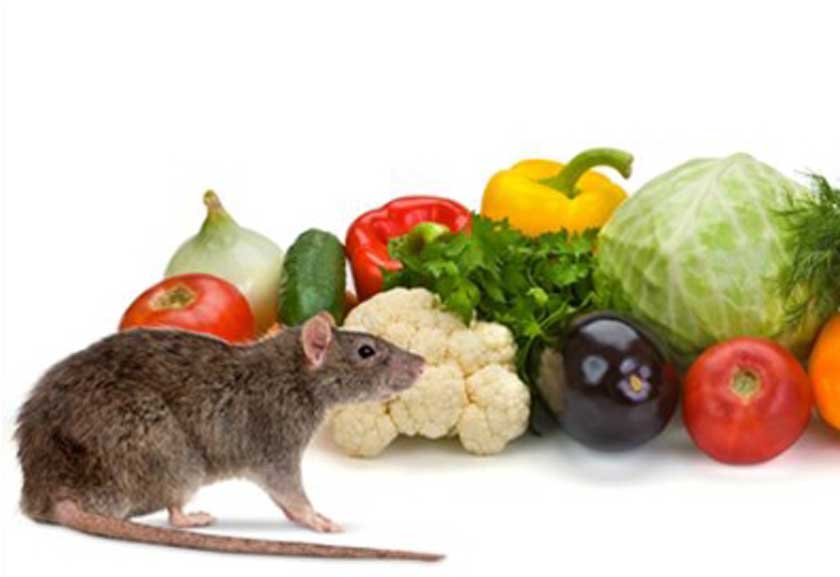 Профилактика иерсиниоза