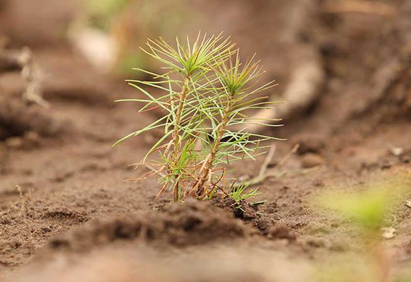23 марта на Гродненщине стартует акция «Аднавім лясы разам»