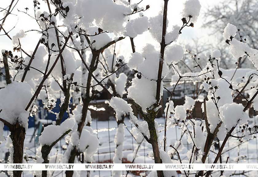 Придет настоящая зима? Синоптики рассказали о погоде в Беларуси на неделе