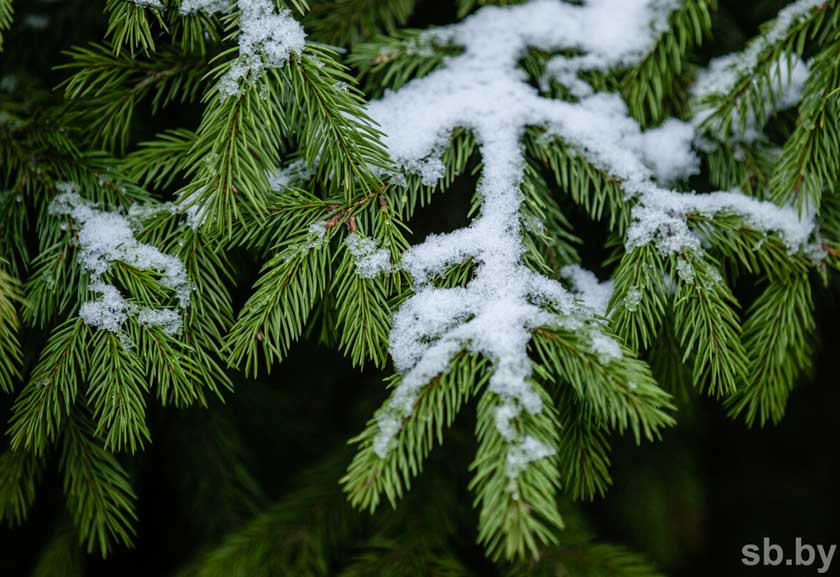 Погода в выходные: облачно, временами осадки в виде снега и до +2 °С