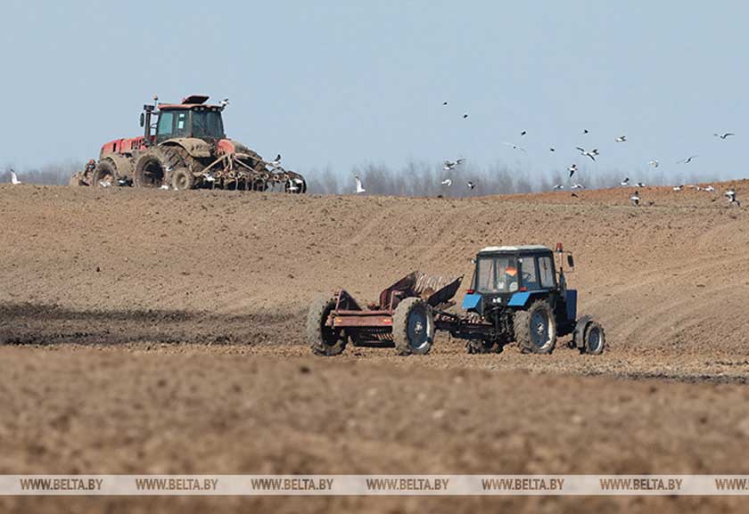 В Беларуси посеяно почти 67% ранних зерновых и зернобобовых