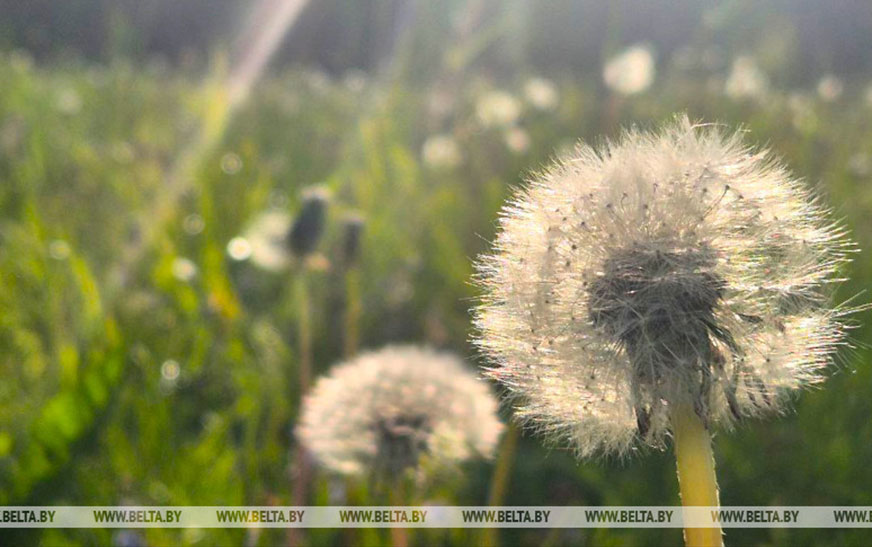 Каким будет начало лета в Беларуси, рассказали синоптики