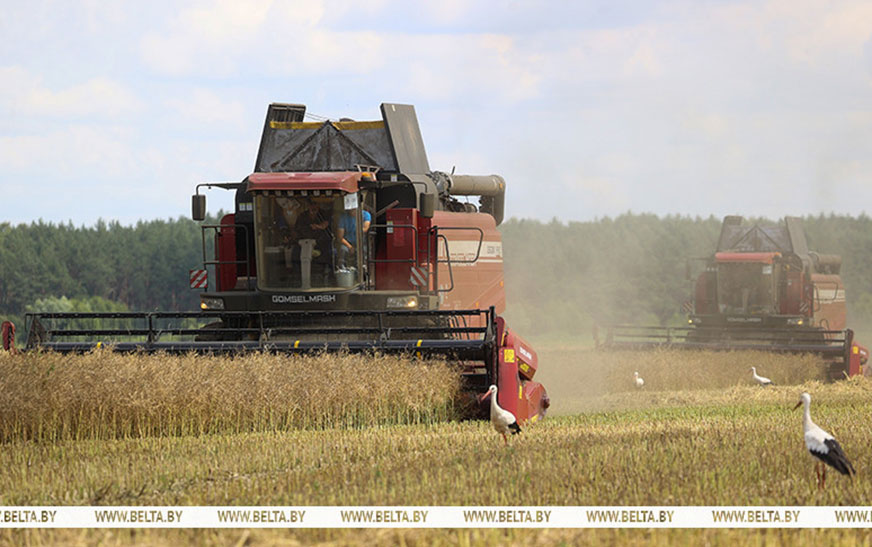 Аграрии Беларуси намолотили 3 млн тонн зерна