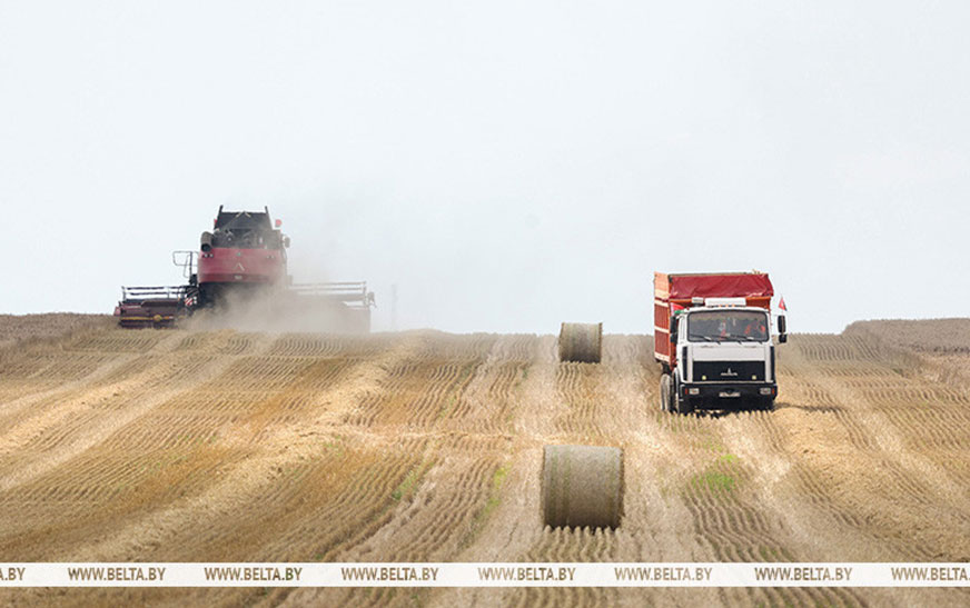 Более 3,7 млн тонн зерна вместе с рапсом намолотили белорусские аграрии