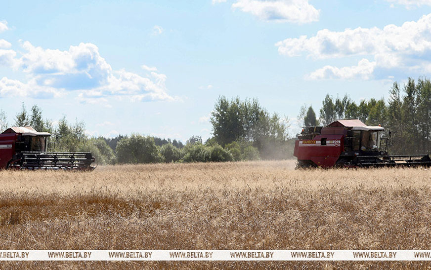 Аграрии Беларуси приближаются к 7 млн тонн зерна