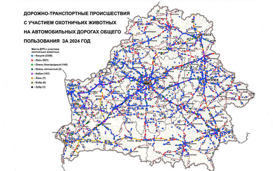 В Беларуси разработали карт-схему мест ДТП с участием охотничьих животных за 2024 год