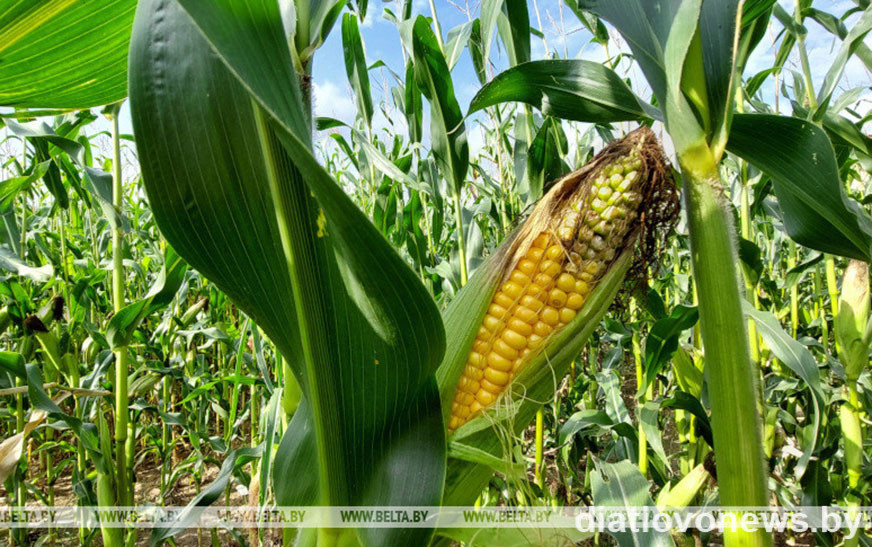 Белгидромет: в Беларуси улучшатся условия для созревания зерна кукурузы