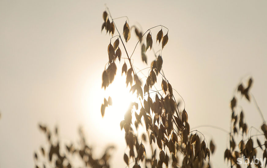 Погода в Беларуси 13 августа: преимущественно без осадков, слабый туман и до +28 °С