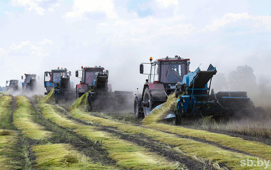 В Беларуси лен вытереблен на 78 процентах площадей — Минсельхозпрод