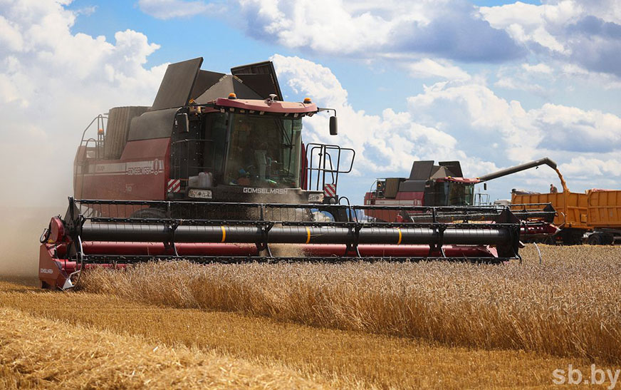 В Беларуси намолочено более 7,2 миллиона тонн зерна вместе с рапсом