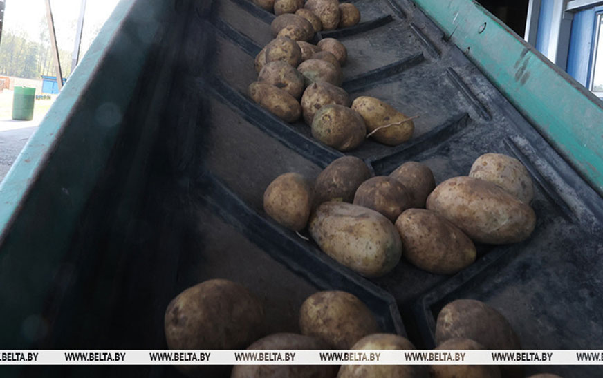 Александр Лукашенко: в этом году хороший урожай, будем с хлебом и картошкой