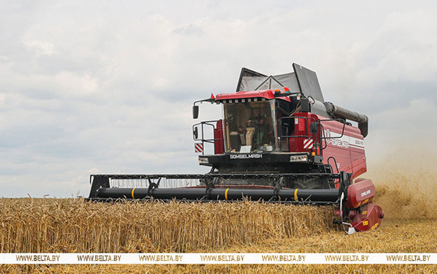 Аграрии Беларуси намолотили свыше 8,8 млн тонн зерна