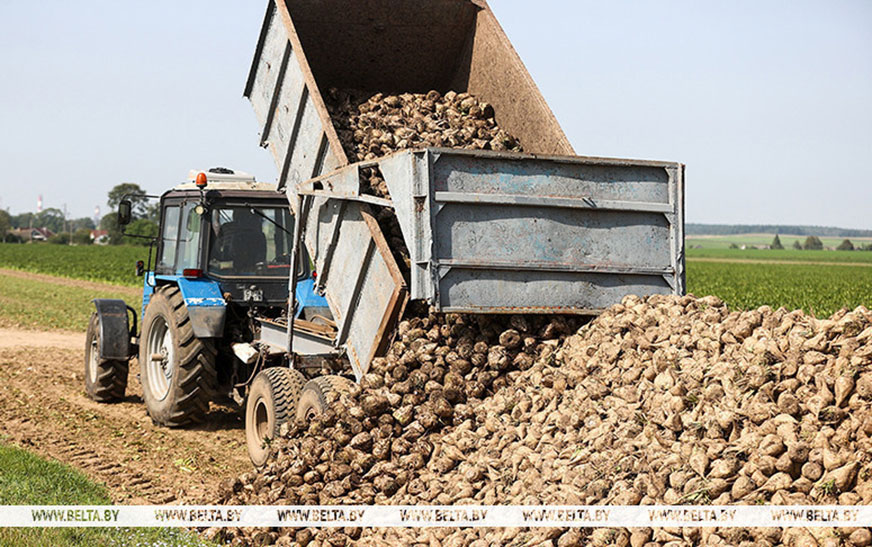 В Беларуси убрана почти четверть площадей сахарной свеклы