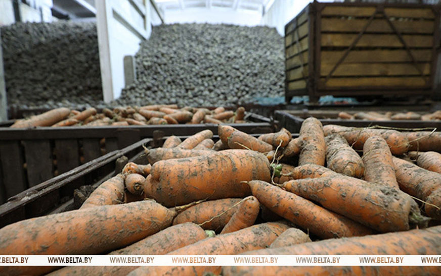 Аграрии Беларуси убрали свыше 40% выращенных в открытом грунте овощей