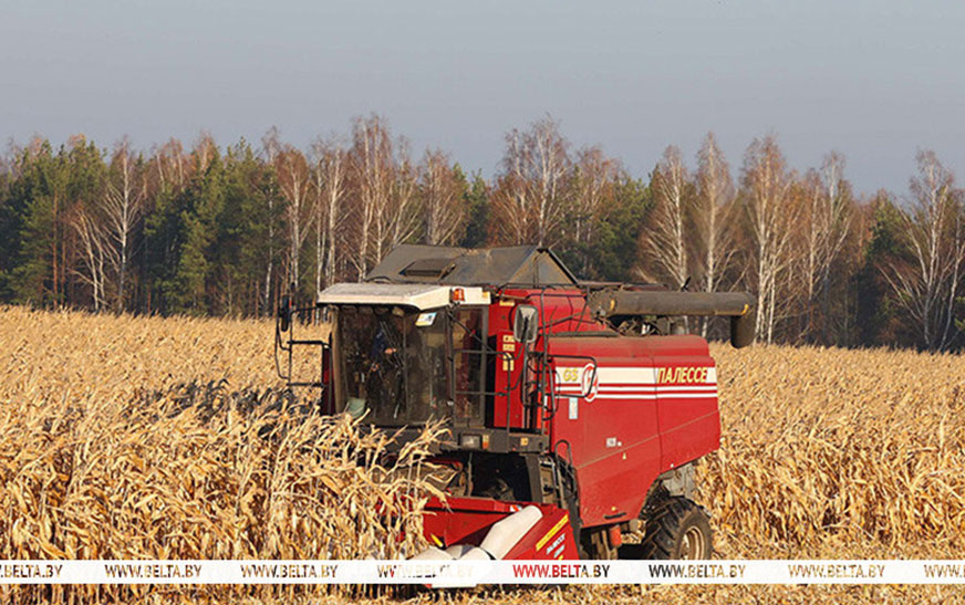 В Беларуси началась массовая уборка кукурузы