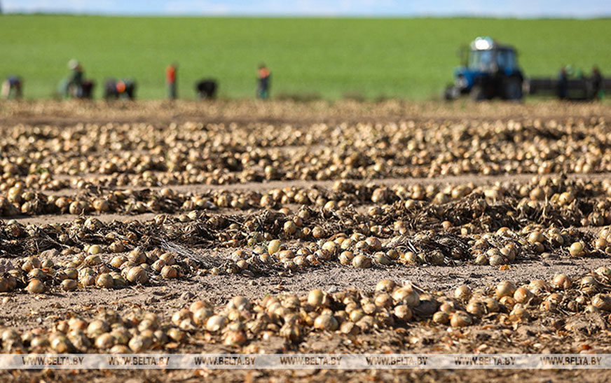 Белгидромет: сухая погода благоприятна для уборки овощей, но дефицит осадков осложняет озимый сев