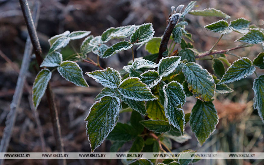 Ночные заморозки ожидаются в Беларуси 29 сентября 