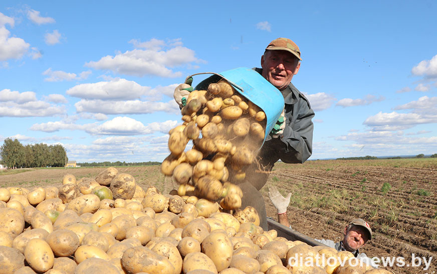 Другі хлеб на Дзятлаўшчыне ўбіраюць талакой