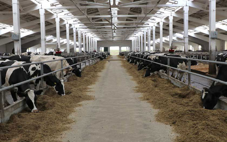 Бруцеллез. Меры профилактики