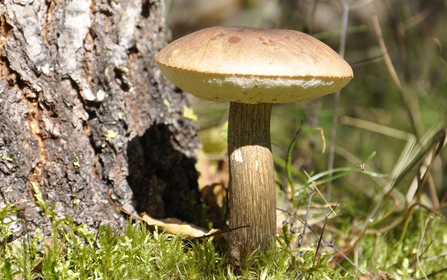 Отравления грибами: признаки, профилактика