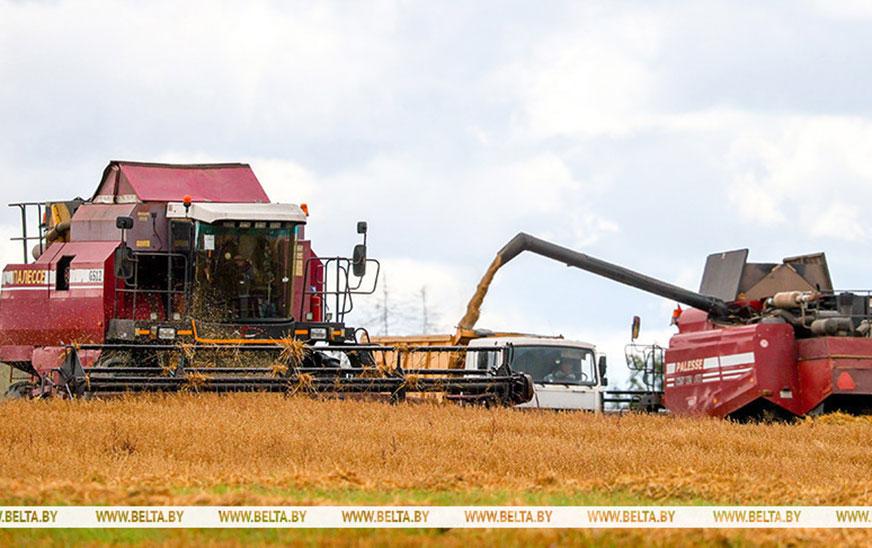 Более 9,2 млн тонн зерна с рапсом и кукурузой намолочено в Беларуси
