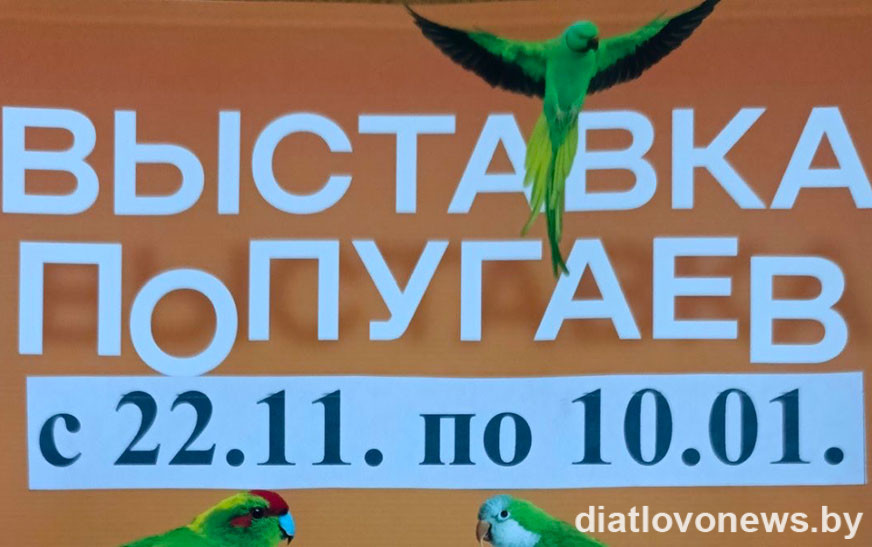 Выставка попугаев в Дятлово!