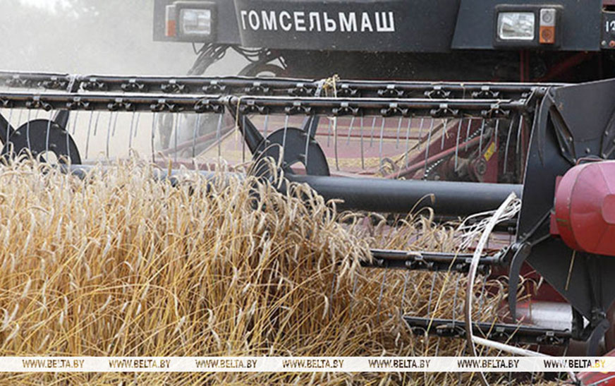 Свыше 11,1 млн т зерна с учетом рапса и кукурузы собрали в Беларуси