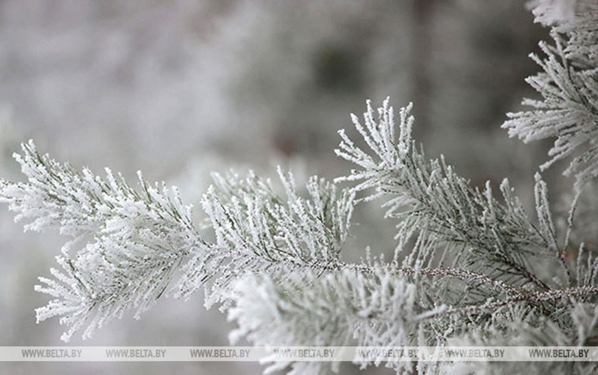 Когда в Беларуси ждать первых ощутимых зимних морозов, рассказали синоптики 