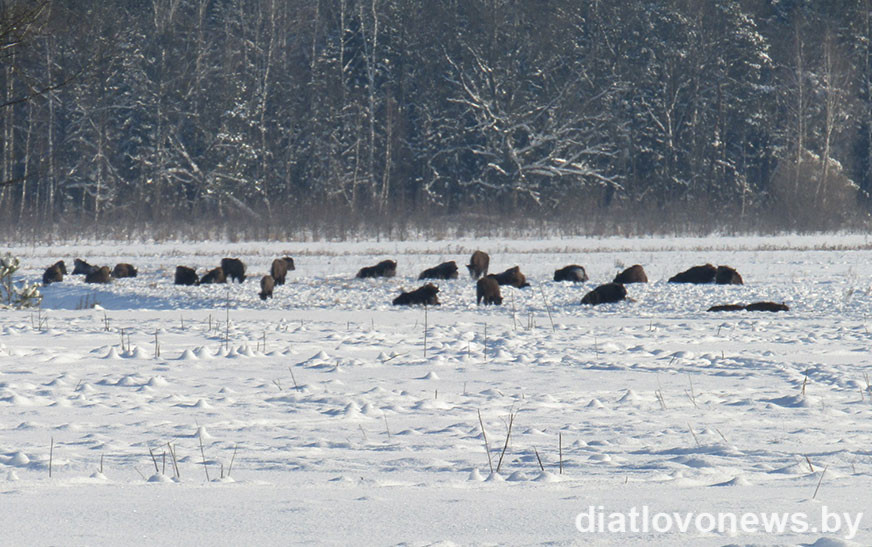 Дзе на Дзятлаўшчыне ўбачыць зубра?