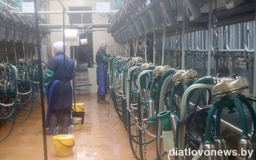 Результаты месячника безопасности труда в отрасли животноводства