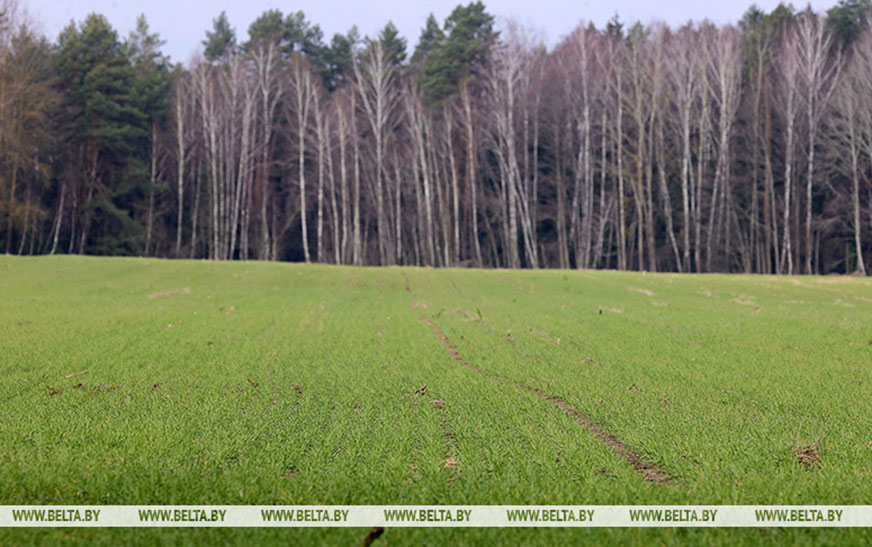 Как белорусские аграрии адаптируются к меняющемуся климату, ответил эксперт