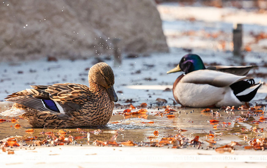 Белгидромет: похолодание и осадки придут в Беларусь вслед за теплыми днями