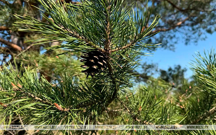 Ограничения на посещение лесов действуют почти на всей территории Беларуси 