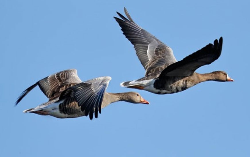 Открытие весеннего сезона охоты на гусей, селезней уток и самцов вальдшнепа