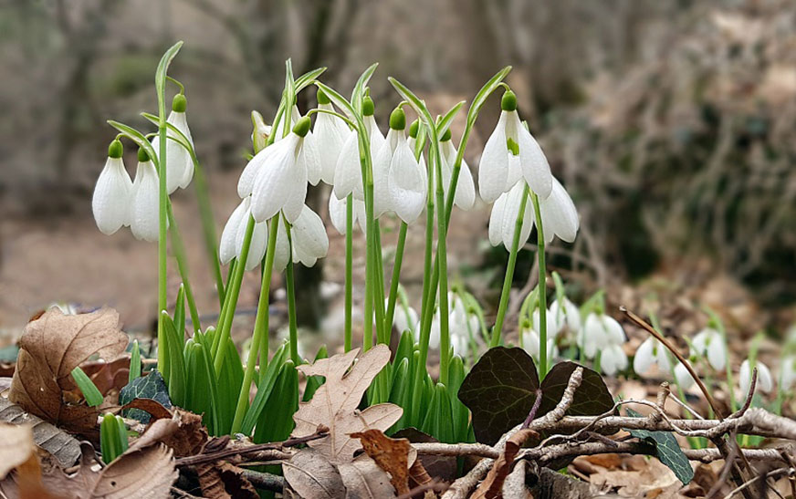 Сохраним первоцветы!