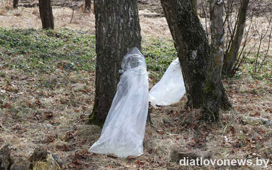 Аб нарыхтоўцы драўнянага соку