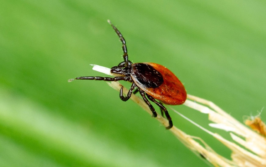 Профилактика клещевых инфекций