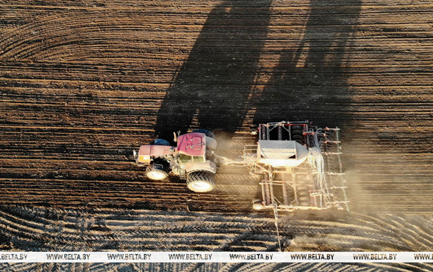 Сахарная свекла в Беларуси посеяна на 95% площадей