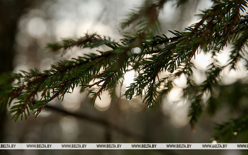 Почти на всей территории Беларуси введены ограничения на посещение лесов