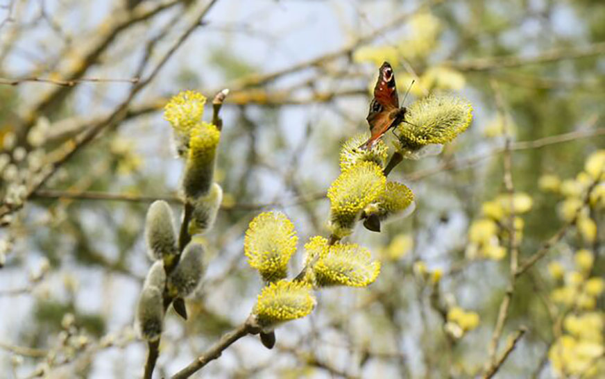 Калі вясна шчыруе на планеце…