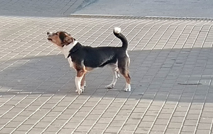 ГрадусПлюс. Чый сабака кусаецца?